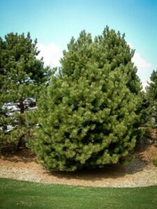 Сосна Чёрная (Pinus Nigra) купить по цене от 270.00р. в интернет-магазине «Посадика» с доставкой почтой в в Новочеркасске и по всей России – [изображение №1].