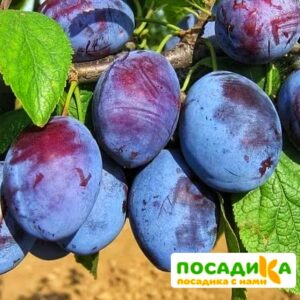 Слива Чачакская ранняя купить по цене от 229.00р. в интернет-магазине «Посадика» с доставкой почтой в в Новочеркасске и по всей России – [изображение №1].