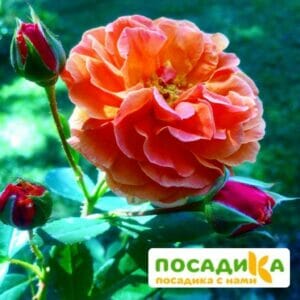 Роза Арабия купить по цене от 350.00р. в интернет-магазине «Посадика» с доставкой почтой в в Новочеркасске и по всей России – [изображение №1].