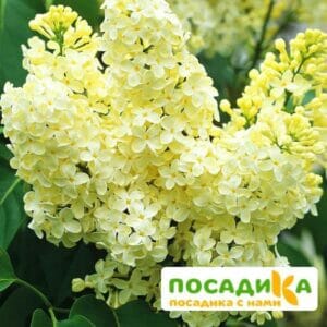 Сирень Примроуз (Primrose) купить по цене от 529.00р. в интернет-магазине «Посадика» с доставкой почтой в в Новочеркасске и по всей России – [изображение №1].