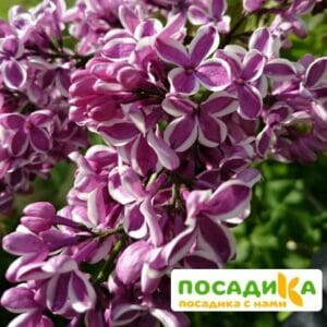 Сирень Сенсация купить по цене от 529.00р. в интернет-магазине «Посадика» с доставкой почтой в в Новочеркасске и по всей России – [изображение №1].