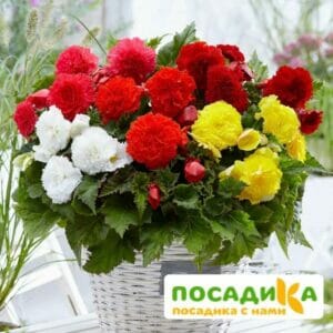 Бегония Фимбриата купить по цене от 235р. в интернет-магазине «Посадика» с доставкой почтой в в Новочеркасске и по всей России – [изображение №1].