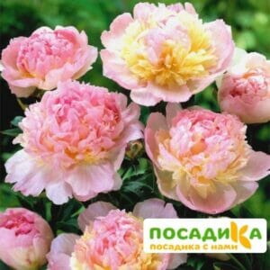 Пион Распберри Сандей (Paeonia Raspberry Sundae) купить по цене от 959р. в интернет-магазине «Посадика» с доставкой почтой в в Новочеркасске и по всей России – [изображение №1].