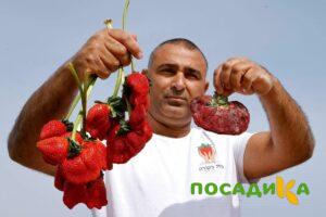 Клубника Гигант Джорнея купить по цене от 266р. в интернет-магазине «Посадика» с доставкой почтой в в Новочеркасске и по всей России – [изображение №1].