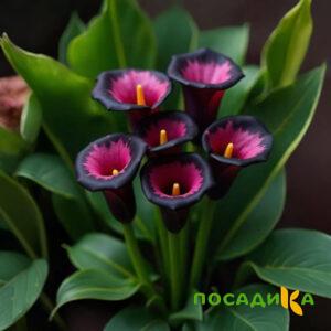 Калла Аура Лейс купить по цене от 400р. в интернет-магазине «Посадика» с доставкой почтой в в Новочеркасске и по всей России – [изображение №1].