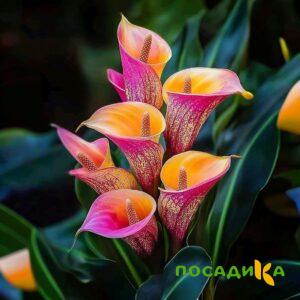 Калла Оникс купить по цене от 450р. в интернет-магазине «Посадика» с доставкой почтой в в Новочеркасске и по всей России – [изображение №1].