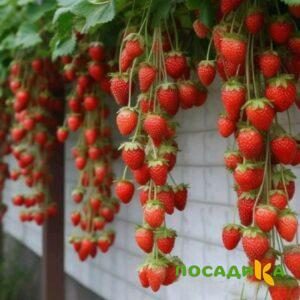 Клубника вьющаяся Комплимент купить по цене от 470р. в интернет-магазине «Посадика» с доставкой почтой в в Новочеркасске и по всей России – [изображение №1].