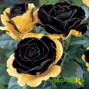 Роза Ханни Сикл купить по цене от 700р. в интернет-магазине «Посадика» с доставкой почтой в в Новочеркасске и по всей России – [изображение №1].