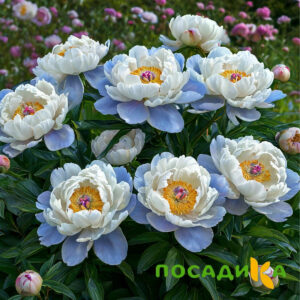 Пион акварельный Этюд купить по цене от 806р. в интернет-магазине «Посадика» с доставкой почтой в в Новочеркасске и по всей России – [изображение №1].