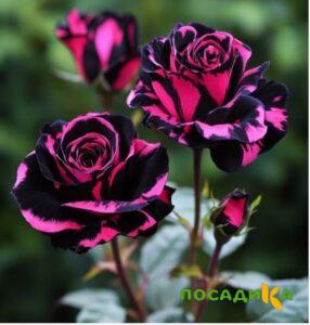Роза Багровый Шепот купить по цене от 366р. в интернет-магазине «Посадика» с доставкой почтой в в Новочеркасске и по всей России – [изображение №1].