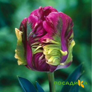 Тюльпан Экзотик Хэвен купить по цене от 186р. в интернет-магазине «Посадика» с доставкой почтой в в Новочеркасске и по всей России – [изображение №1].