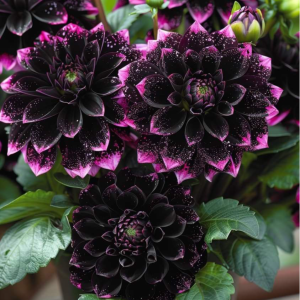 Георгин Лаванда Лейс купить по цене от 679р. в интернет-магазине «Посадика» с доставкой почтой в в Новочеркасске и по всей России – [изображение №1].