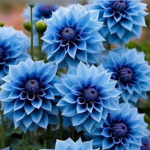 Георгин Вижапе купить по цене от 699р. в интернет-магазине «Посадика» с доставкой почтой в в Новочеркасске и по всей России – [изображение №1].